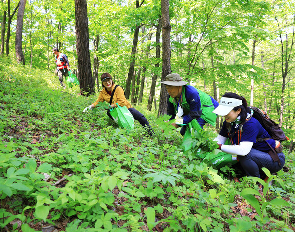 지난해 영양 산나물 축제에서 관광객들이 무공해 산나물을 채취하고 있다.ⓒ영양군