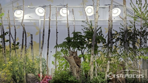  ‘다시, 봄은 온다’ 영양의 푸른 산천이 회복되길 바라는 마음으로 열린 ‘영양 산나물 먹거리 한마당’ 행사에서 나비 전시관이 운영됐다.ⓒ김영삼 기자