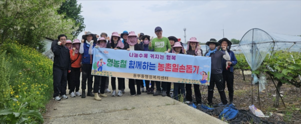 영천시 동부동 직원은 조교동 소재 포도 재배농가를 찾아 일손돕기에 나섰다.ⓒ영천시