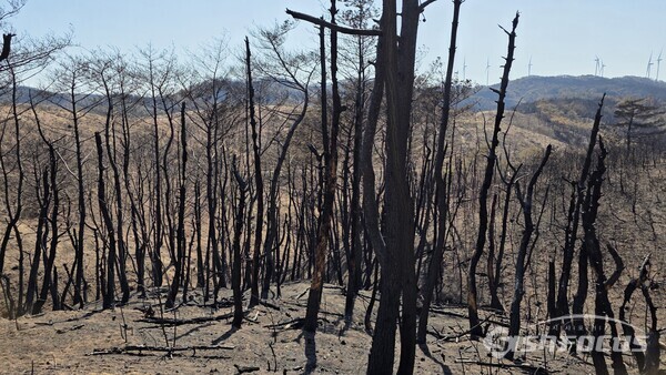 영덕군 영덕읍 화수리 산불피해 현장.사진/김영삼 기자