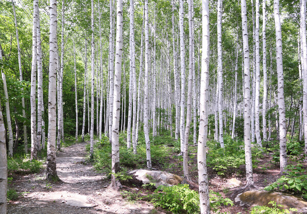 수비면 죽파리 자작나무숲.ⓒ영양군