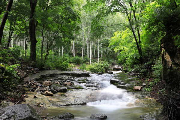 수비면 죽파리 자작나무숲.ⓒ영양군