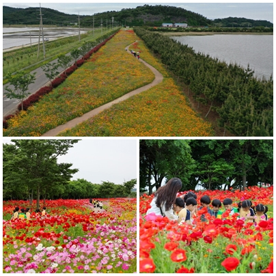 진도군 백조호수 공원, 꽃길 걸어요. 사진 / 진도군청