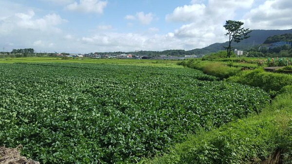 올해 처음으로 논콩 병해충 공동방제 농약 구입 지원사업 추진-논콩 재배 전경. 사진 / 사천시