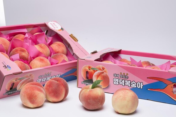 대게 맛잇는 영덕복숭아.ⓒ영덕군