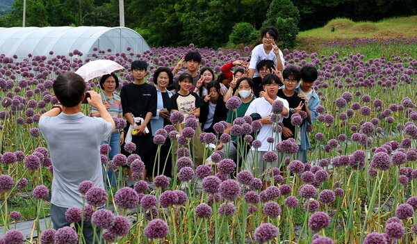 보랏빛 향연 속 인생샷. 사진 / 강진군청