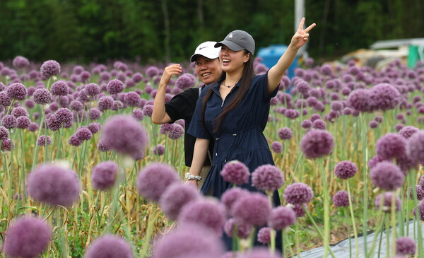 보랏빛 향연 속 인생샷. / 강진군청