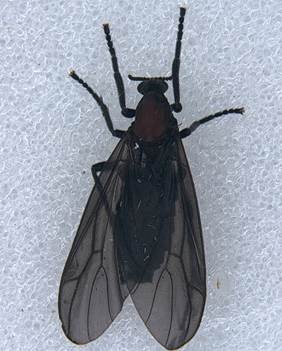 붉은등우단털파리 ⓒ국립산림과학원