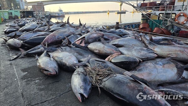 9일 오전 강구항에서 할당량을 초과한 참다랑어가 제때 폐기 처리되지 않아 심각한 악취가 발생하고 있지만 행정의 손길이 미치지 못하고 있다.ⓒ김영삼 기자