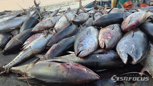 9일 오전 강구항에서 할당량을 초과한 참다랑어가 제때 폐기 처리되지 않아 심각한 악취가 발생하고 있지만 행정의 손길이 미치지 못하고 있다.ⓒ김영삼 기자
