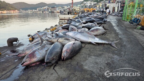9일 오전 강구항에서 할당량을 초과한 참다랑어가 제때 폐기 처리되지 않아 심각한 악취가 발생하고 있지만 행정의 손길이 미치지 못하고 있다.ⓒ김영삼 기자