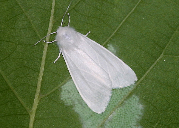 미국흰불나방 ⓒ국립산림과학원