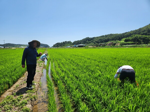 벼 재배지 현장지도. 사진/해남군청
