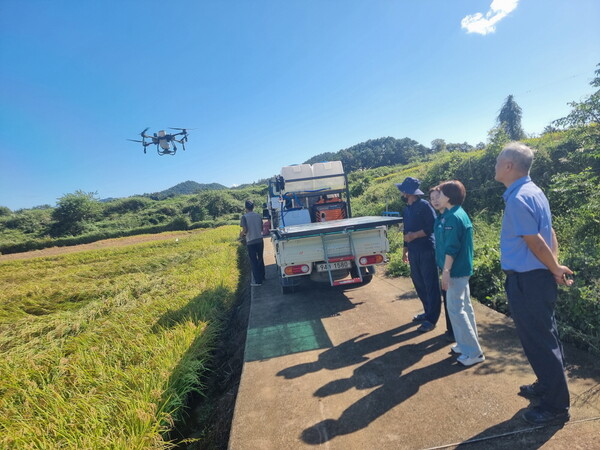 벼멸구 드론방제(2024년 자료사진). 사진/해남군청