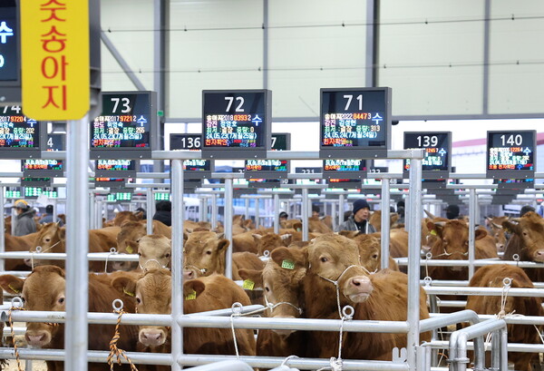 송아지(혈통우, 으뜸한우) 경매 광경. 사진 / 강진 군청