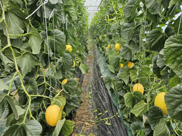 하미 멜론 출하을 앞둔 농장 전경. 사진/해남군청