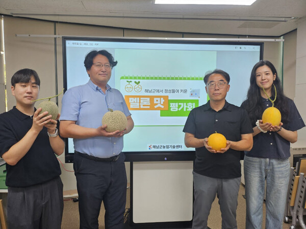 하미 멜론 출하 상품을 일반 멜론과 비교. 사진/해남군청