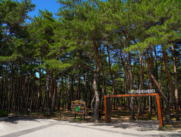 월송정 명품 맨발걷기길.ⓒ울진군