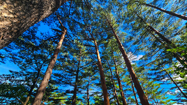 금강소나무 숲길ⓒ울진군