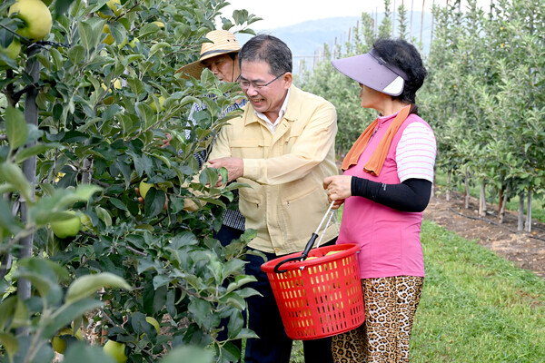 5일 김진열 군위군수가 황금빛 여름사과 ‘골든볼’의 첫 수확 현장을 직접 방문해 대구사과의 잃어버린 명성을 되찾겠다는 야심찬 계획을 밝혔다.ⓒ군위군