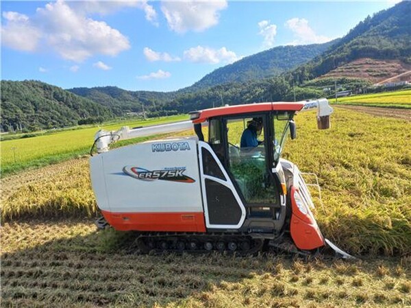 장흥군 장흥읍 연산리에서 조생종 벼 ‘조명 1호’ 를 첫 수확했다. 사진/장흥군청