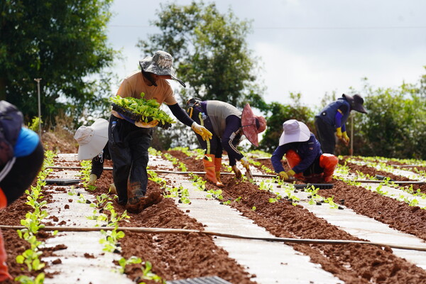 배추정식 (해남군 산이면). 사진/해남군청