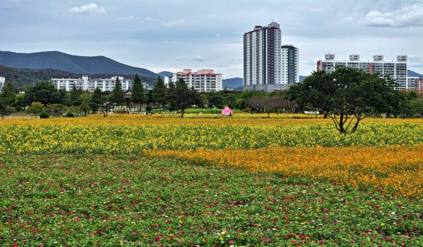 황성공원 내 조성된 꽃단지에 황화코스모스, 왜성해바라기, 백일홍 등이 활짝 펴 손님을 맞이하고 있다. 사진/경주시