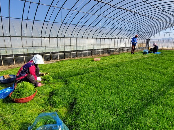 해남 세발나물 작업 현장. 사진 / 해남군청