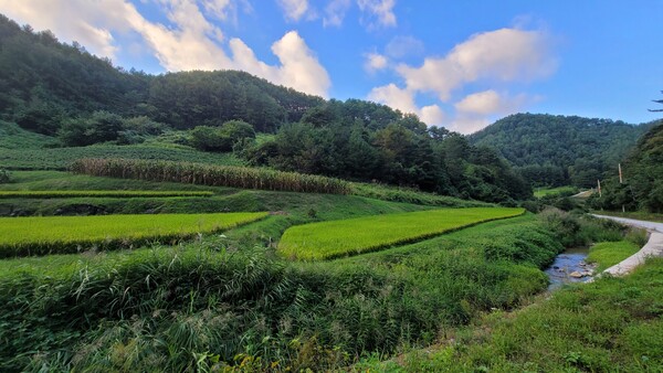봇도랑 농업.ⓒ울진군