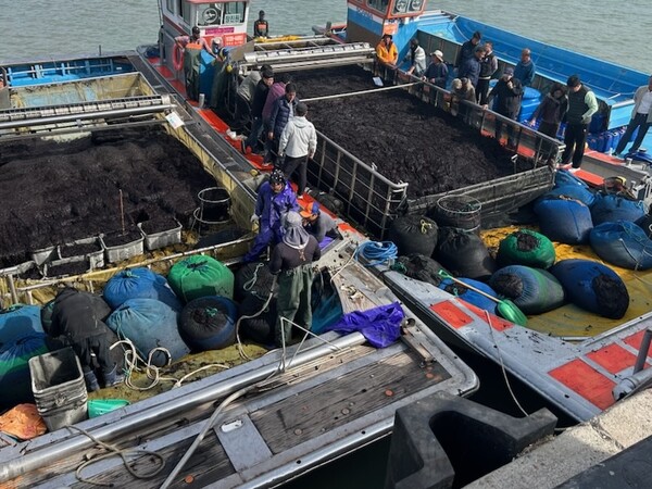 진도군, 곱창김 전국 첫 위판 시작. 사진/진도군청