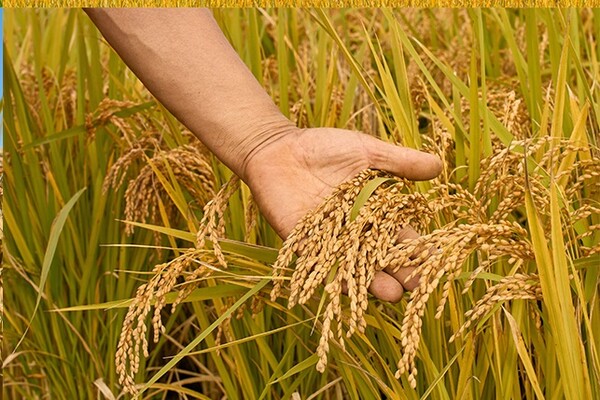 하이트진로가 일품진로 제조 전용 쌀을 국립식량과학원과 개발했다. ⓒ하이트진로