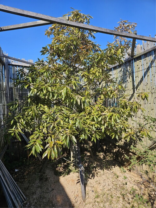 황금빛깔 굴참나무. 사진 / 신안군청