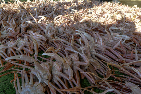 영덕대게.ⓒ영덕군