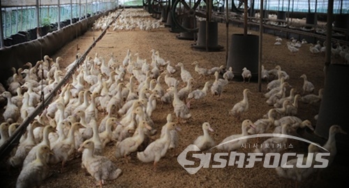 사진은 기사내용과 직접적인 관련 없는 국내 오리 사육농가 모습 / ⓒ시사포커스DB