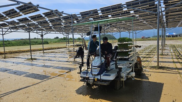 영암군 영농 형 태양광 실증 논 벼이양작업. 사진 / 영암군청