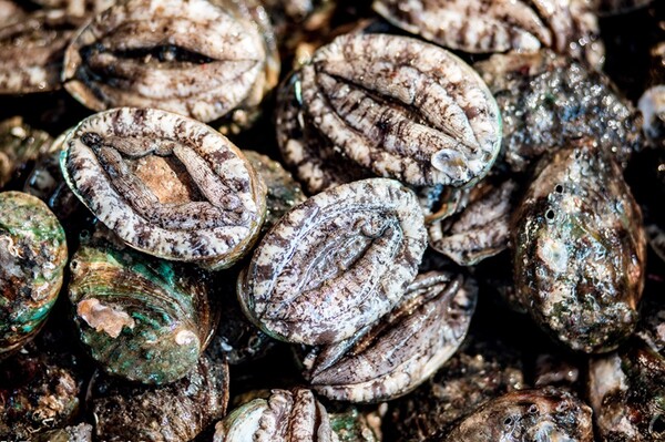 진도군전복협회, ‘학교급식 진도전복 먹는 날’ 운동 전개. 사진/진도군청