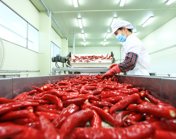 영양고추가 ‘맵고 진한 영양의 맛’이라는 브랜드 가치를 전국적으로 인정받고 있다.ⓒ영양군