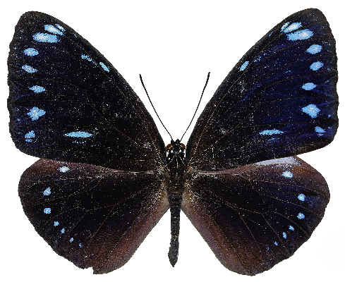 거제도에서 발견된 푸른줄까마귀왕나비 사진 ⓒ국립호남권생물자원관