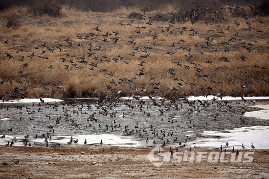 사진은 기사내용과 직접적인 관련 없는 강원도 철원 철새도래지 관찰소 모습 / ⓒ시사포커스DB