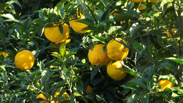 완도 유자 농장. 사진 / 완도군청