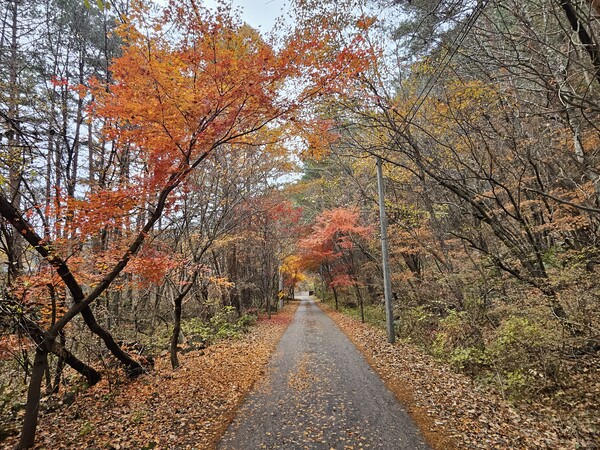 백천명품마을 단풍ⓒ봉화군